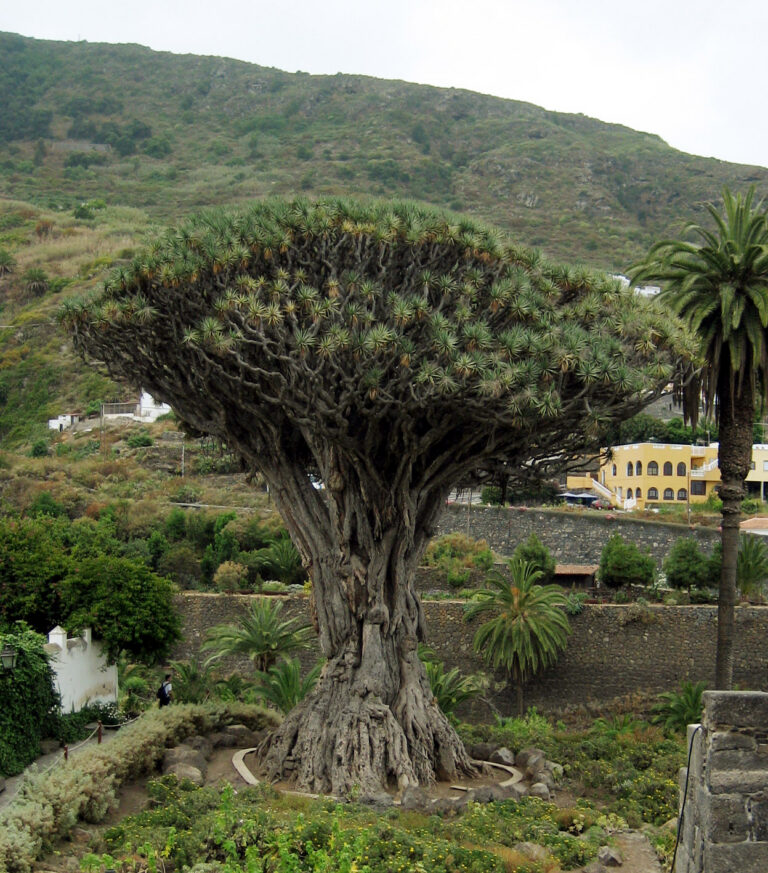 Drachenbäume in Las Buracas: Naturschatz im Nordwesten