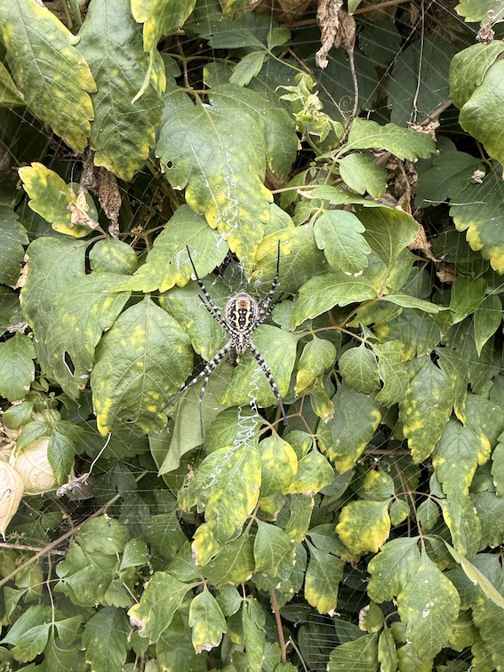 Wespenspinne (Argiope) mit gelb-schwarzer Streifung in ihrem Netz