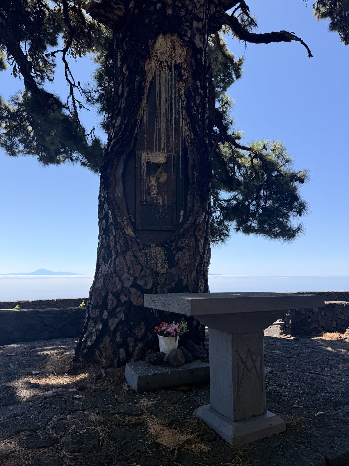 Kanarische Kiefer mit hölzernem Marienschrein im Stamm, im Hintergrund Wolkenmeer und Teide, Pino de la Virgen, Fuencaliente