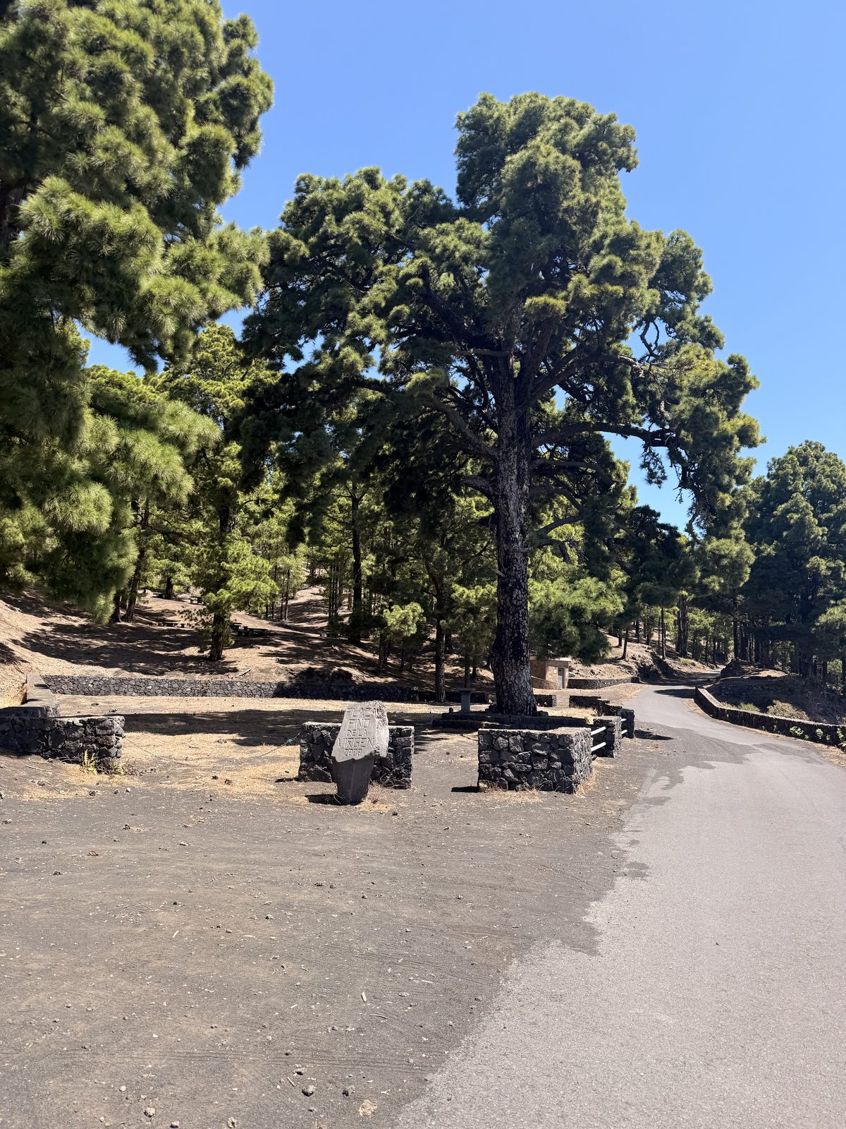 Rastplatz Plaza Pino de la Virgen mit großer Kanarischer Kiefer, Lavastein-Mauern und Waldpiste, Fuencaliente, La Palma