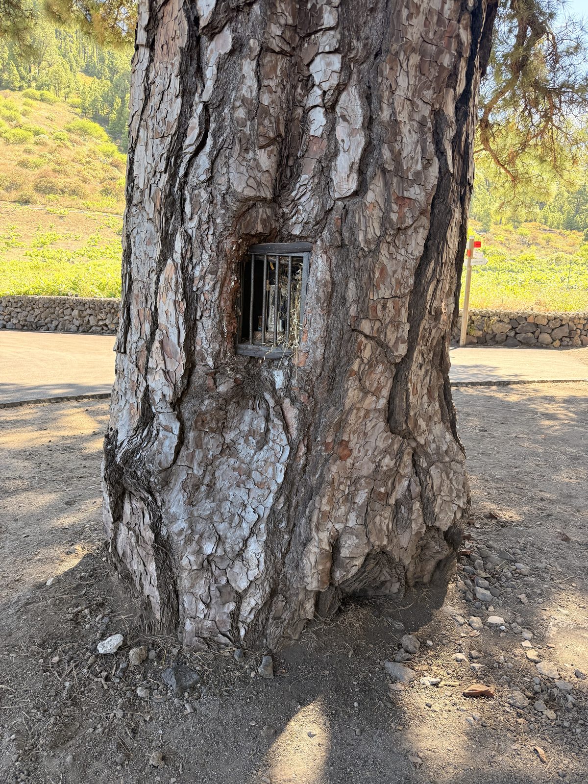 Kanarische Kiefer mit vergitterter Nische im Stamm, dahinter Terrassenfelder, Pino de Santo Domingo, Fuencaliente