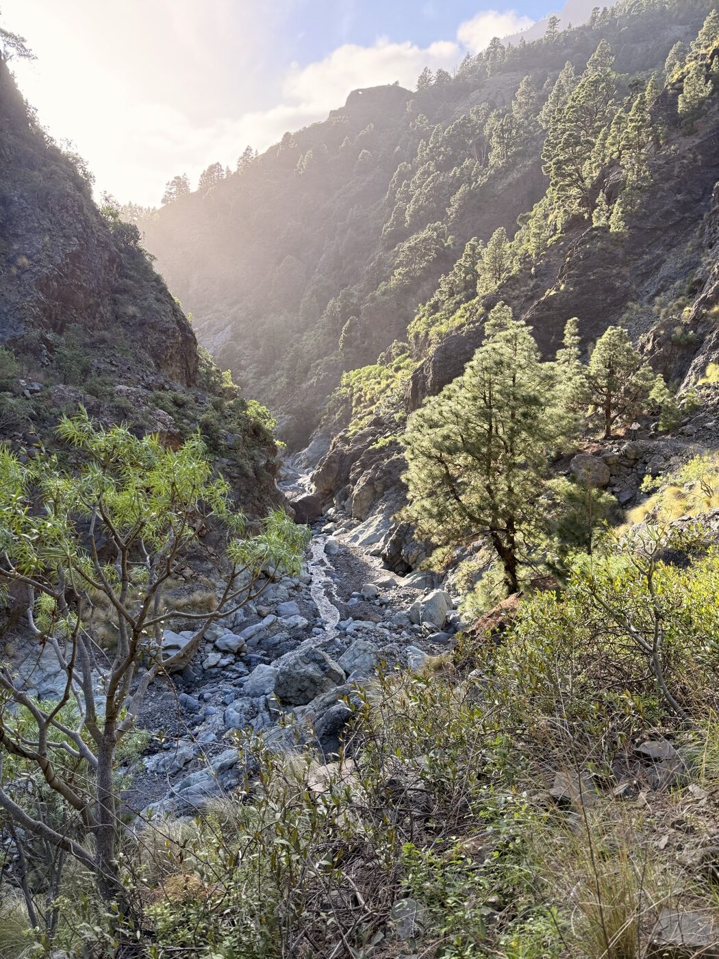 Kiefernwald und steiniges Barranco-Bett in der Caldera de Taburiente im Morgenlicht