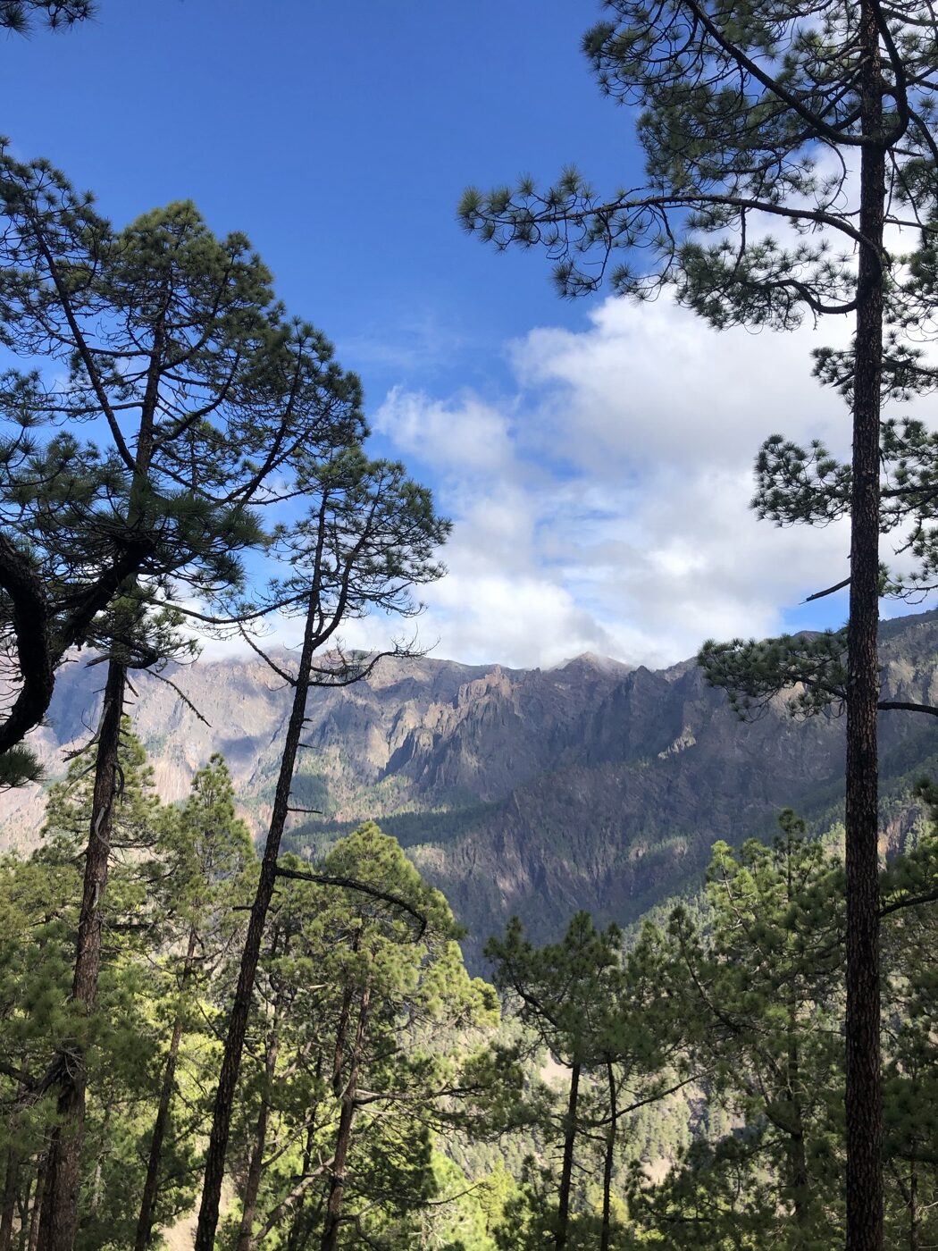 Blick durch kanarische Kiefern auf die Bergwände der Caldera de Taburiente von der Cumbrecita