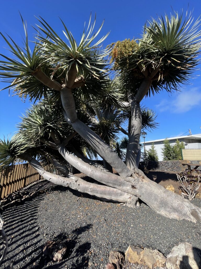 Puntagorda La Palma: Mandelblüte, Sternenhimmel und ländliche Ruhe