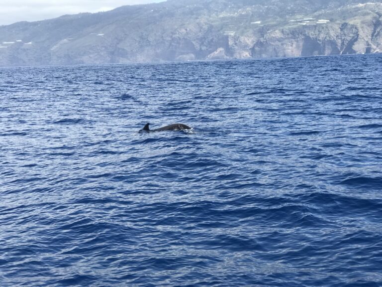 Walbeobachtung auf La Palma: Pilotwale, Delfine und mehr