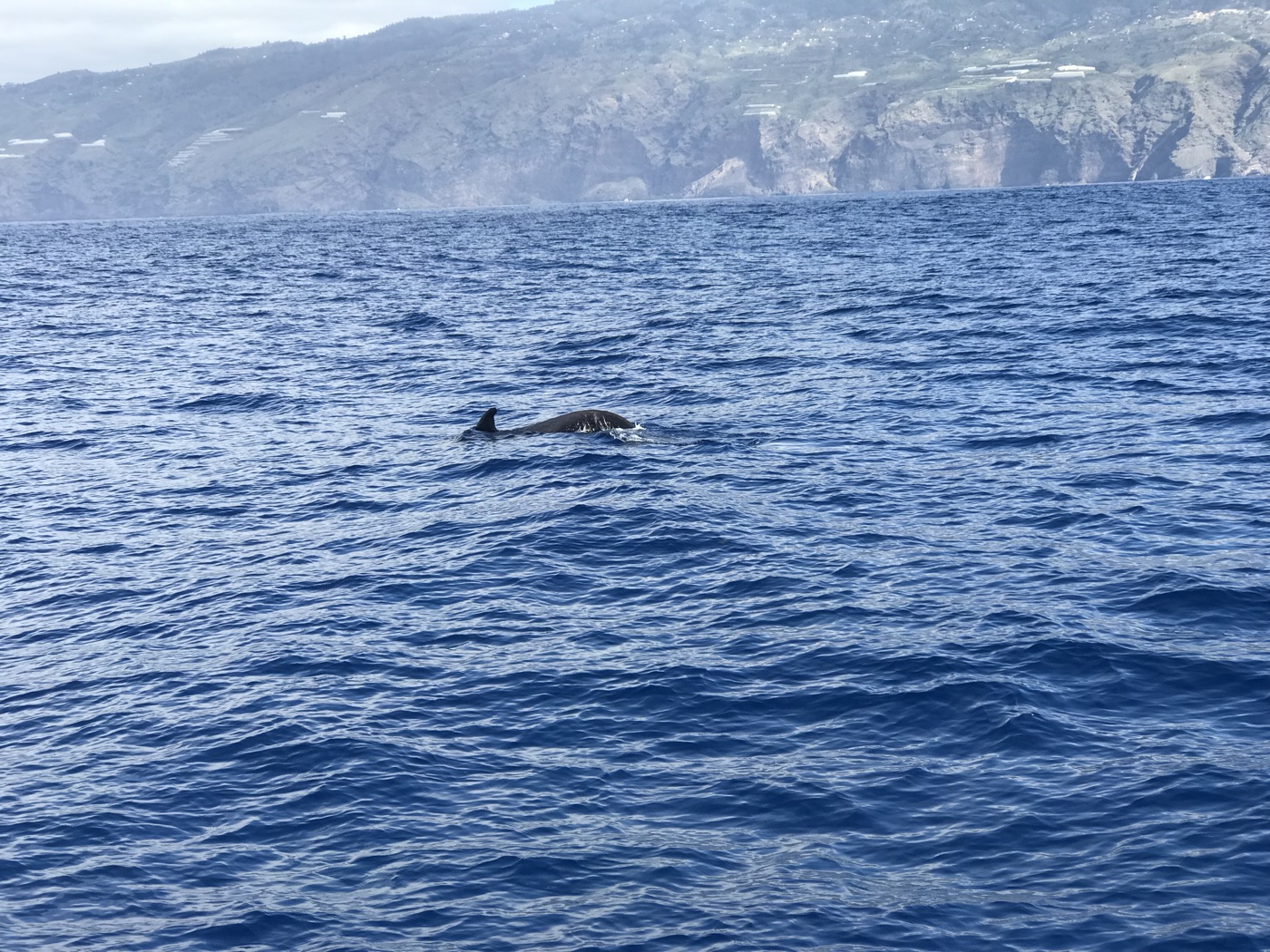 Wal an der Wasseroberfläche vor der Küste von La Palma im Atlantik